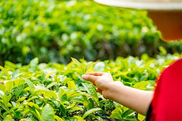 グラウンドホッグが嫌う植物10選！実体験から学んだ対策法