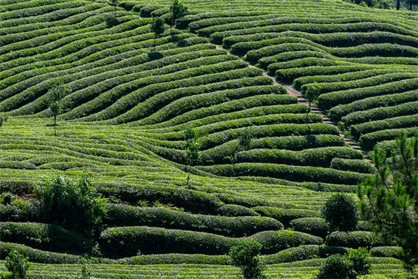 AIに植物選びを任せてみた結果、土壌タイプ別の提案はどこまで当たる？