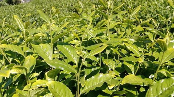 マリーゴールドでリス対策！効果的な植え方と実体験をプロが解説