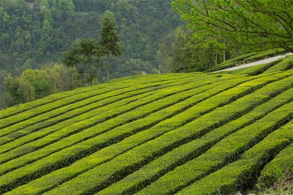 秋植え多年草のコツを公開！根を強く育てる地温活用法