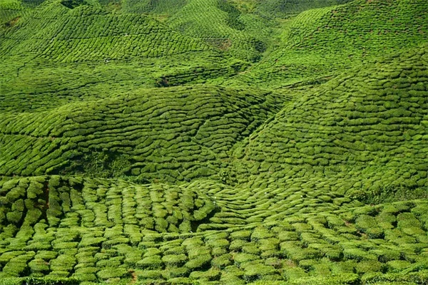有毒植物のよくある誤解3選｜知らないと危険な自然の真実